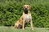 BOERBULL 064